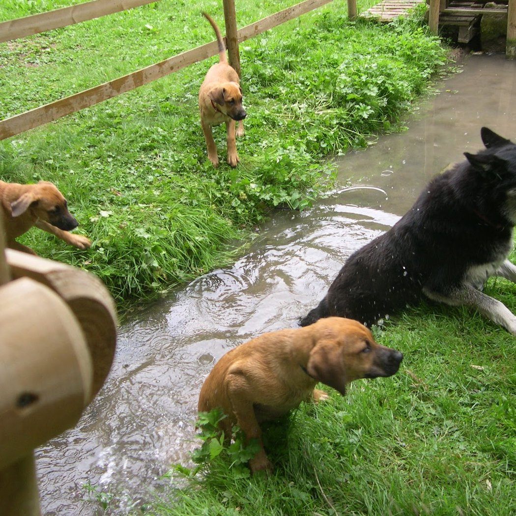 Des chiens et des forêts 2